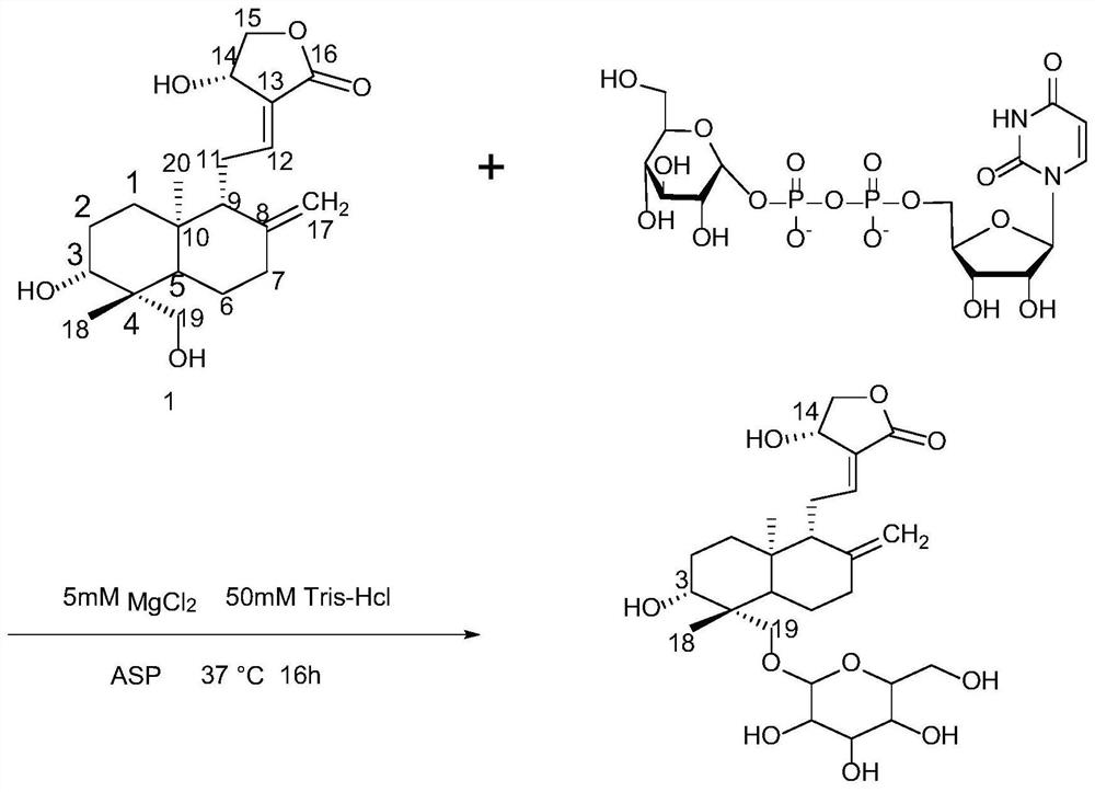 A kind of andrographolide-19-o-glucoside and its preparation method and application in the preparation of anti-inflammatory drugs