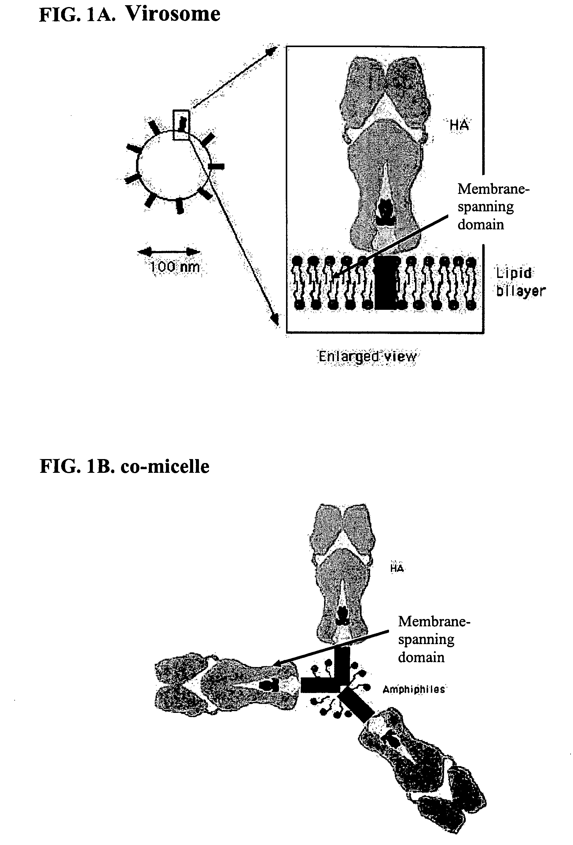 Compositions comprising antigen-complexes, method of making same as well as methods of using the antigen-complexes for vaccination
