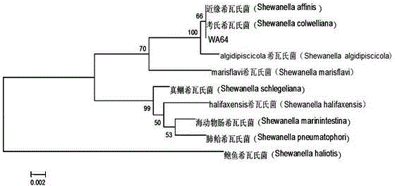 Use of Shewanella as feed additive in abalone culture