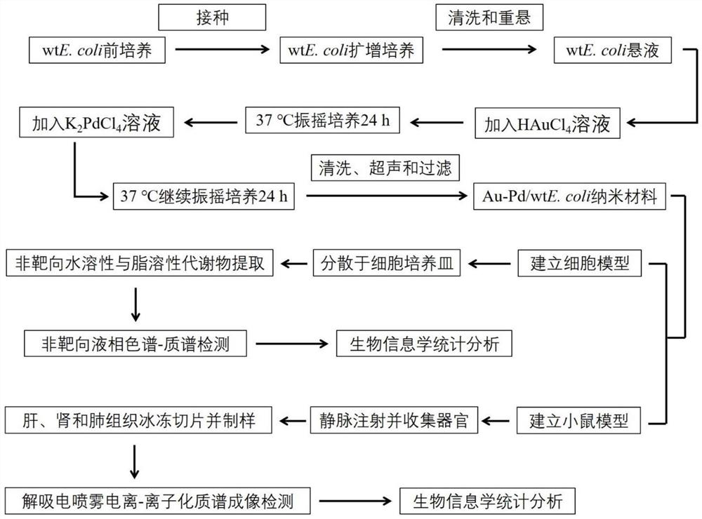 Metabonomics analysis method of Au-Pd/wtE. coli nano material