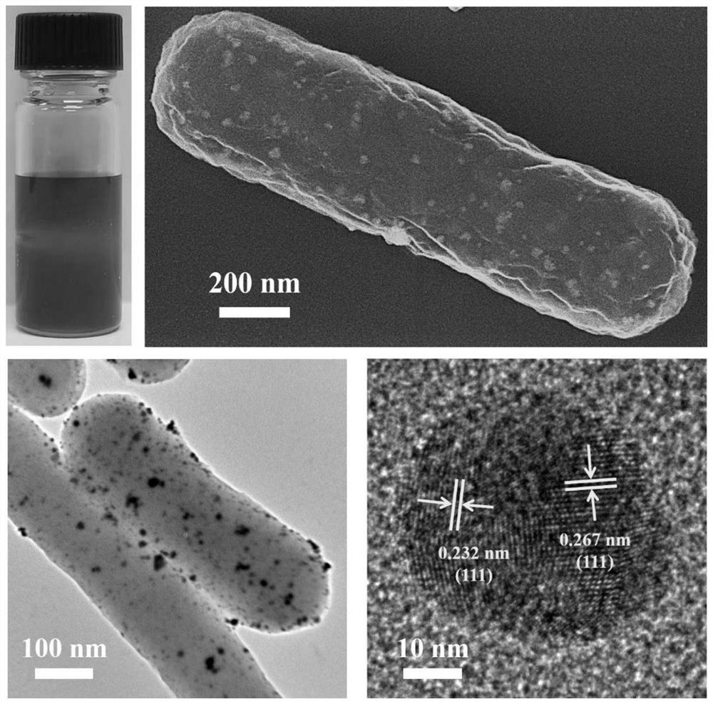 Metabonomics analysis method of Au-Pd/wtE. coli nano material