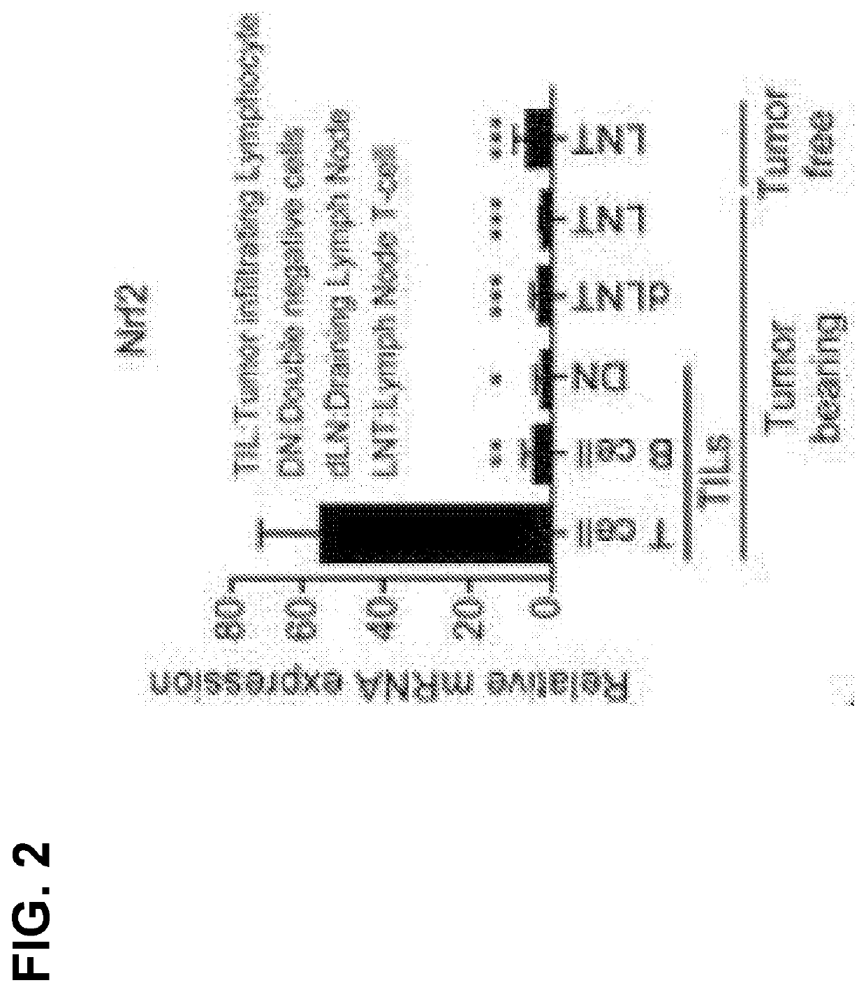 Nrf-2 deficient cells and uses thereof