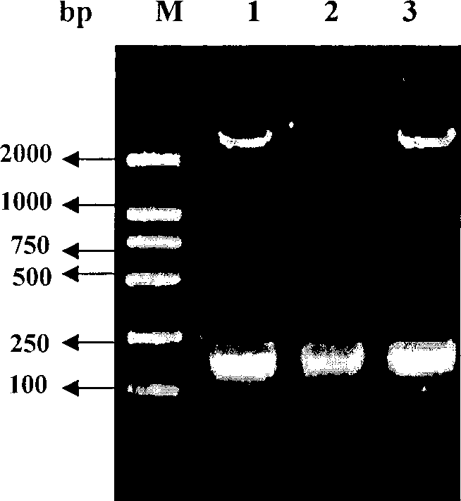 Preparation and use of swine foot-and-mouth disease recombinant immune composite peptide