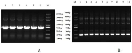 Preparation and use method of RNAi (ribonucleic acid interference) interference fragment of bactrocera dorsalis