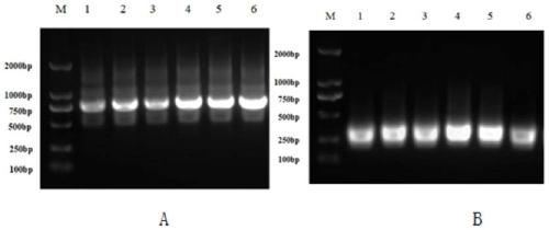 Preparation and use method of RNAi (ribonucleic acid interference) interference fragment of bactrocera dorsalis