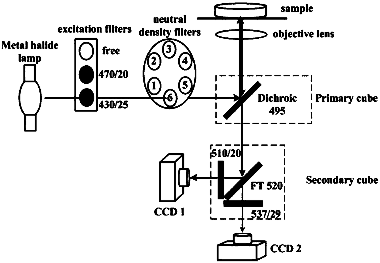 A Rapid Measurement Method of Fluorescence Resonance Energy Transfer Efficiency Based on Dual-Channel Fluorescence Intensity Simultaneous Detection