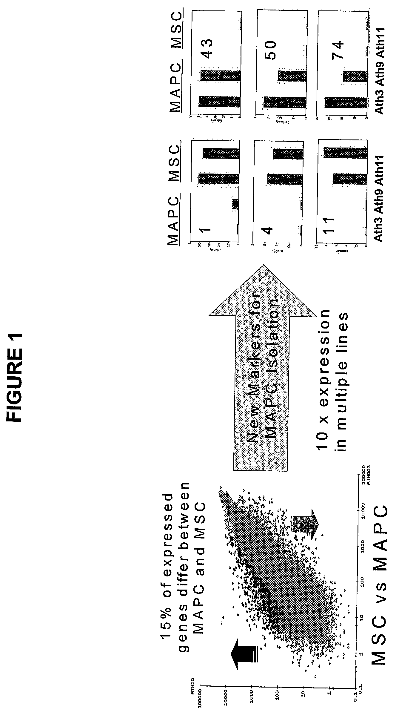 Immunomodulatory Properties of Multipotent Adult Progenitor Cells and Uses Thereof