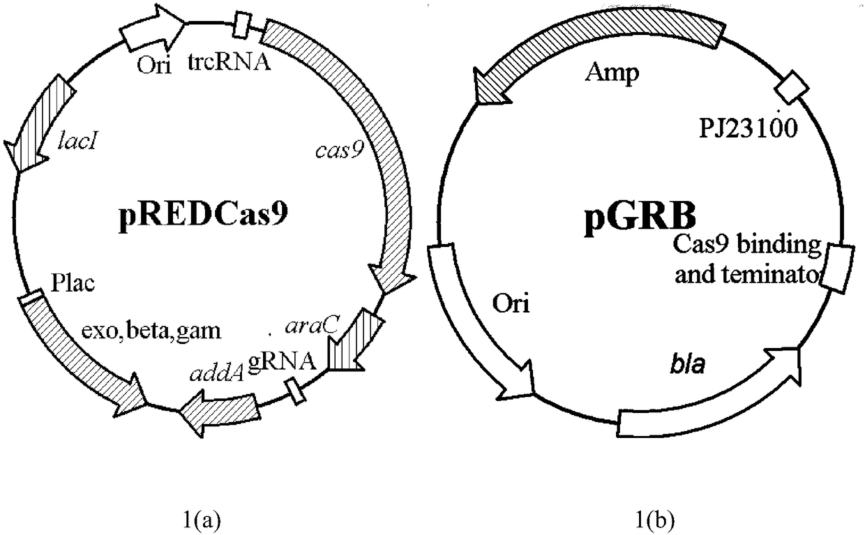 Genetically engineered bacterium for high-yield production of hydroxytetrahydropyrimidine as well as construction method and application of genetically engineered bacterium