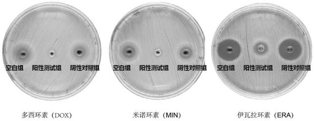 A kind of elizabeth kingia anophelis 279-2 bacterial strain and its application