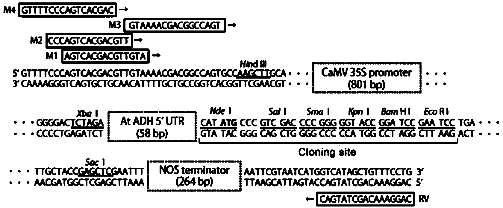 Plant expression vector containing green fluorescence protein reporter gene, and constructing method and application of plant expression vector