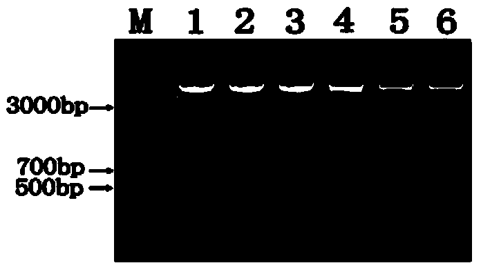 Plant expression vector containing green fluorescence protein reporter gene, and constructing method and application of plant expression vector