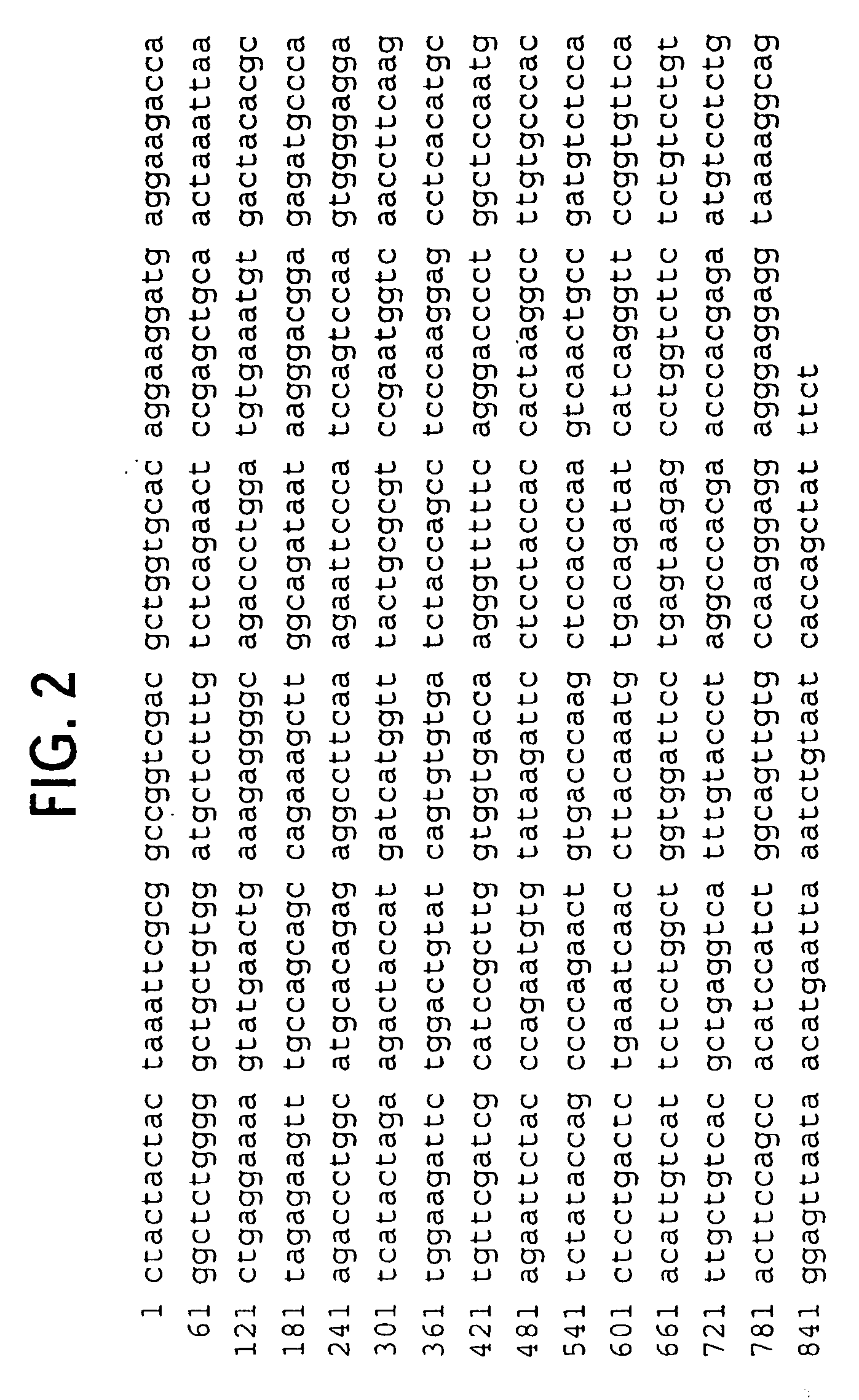 Novel receptor trem (triggering receptor expressed on myeloid cells) and uses thereof