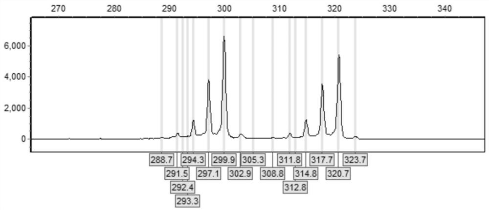 Primer and kit for detecting CGG repetition number of FMR1 gene