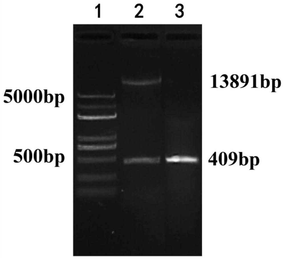A strong promoter cp09 specifically expressed in plant pollen and its application