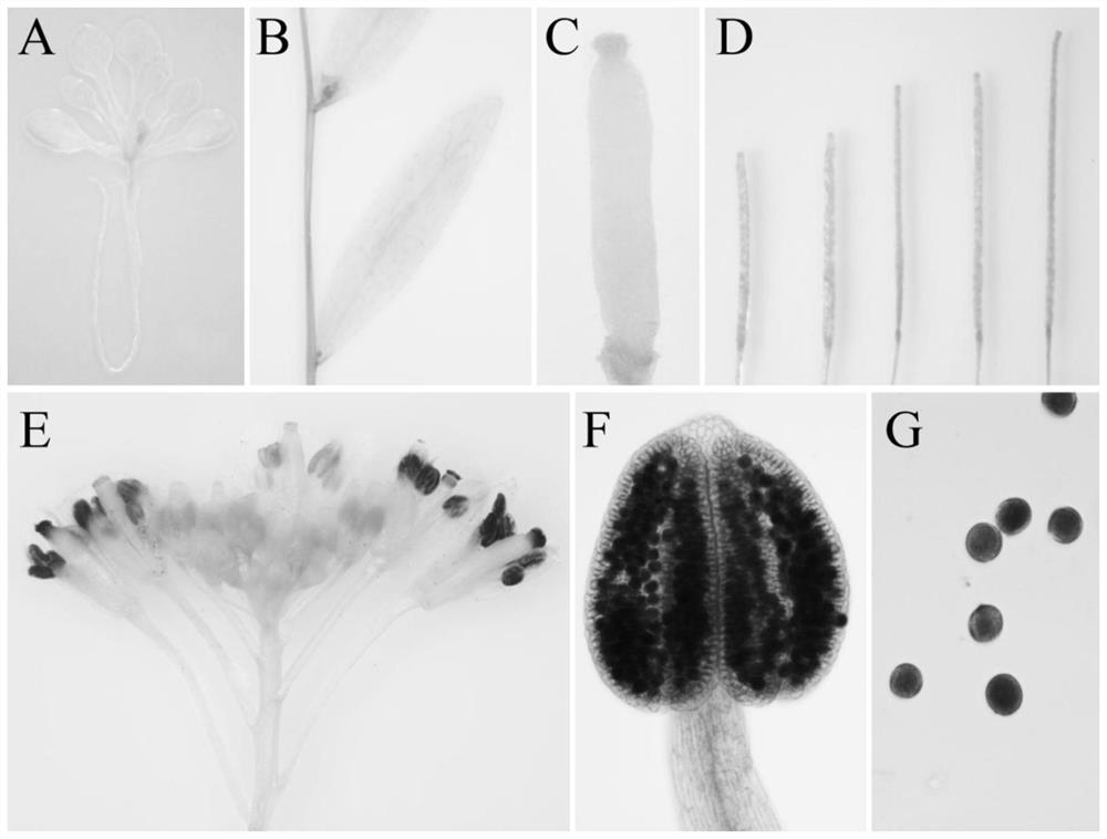 A strong promoter cp09 specifically expressed in plant pollen and its application