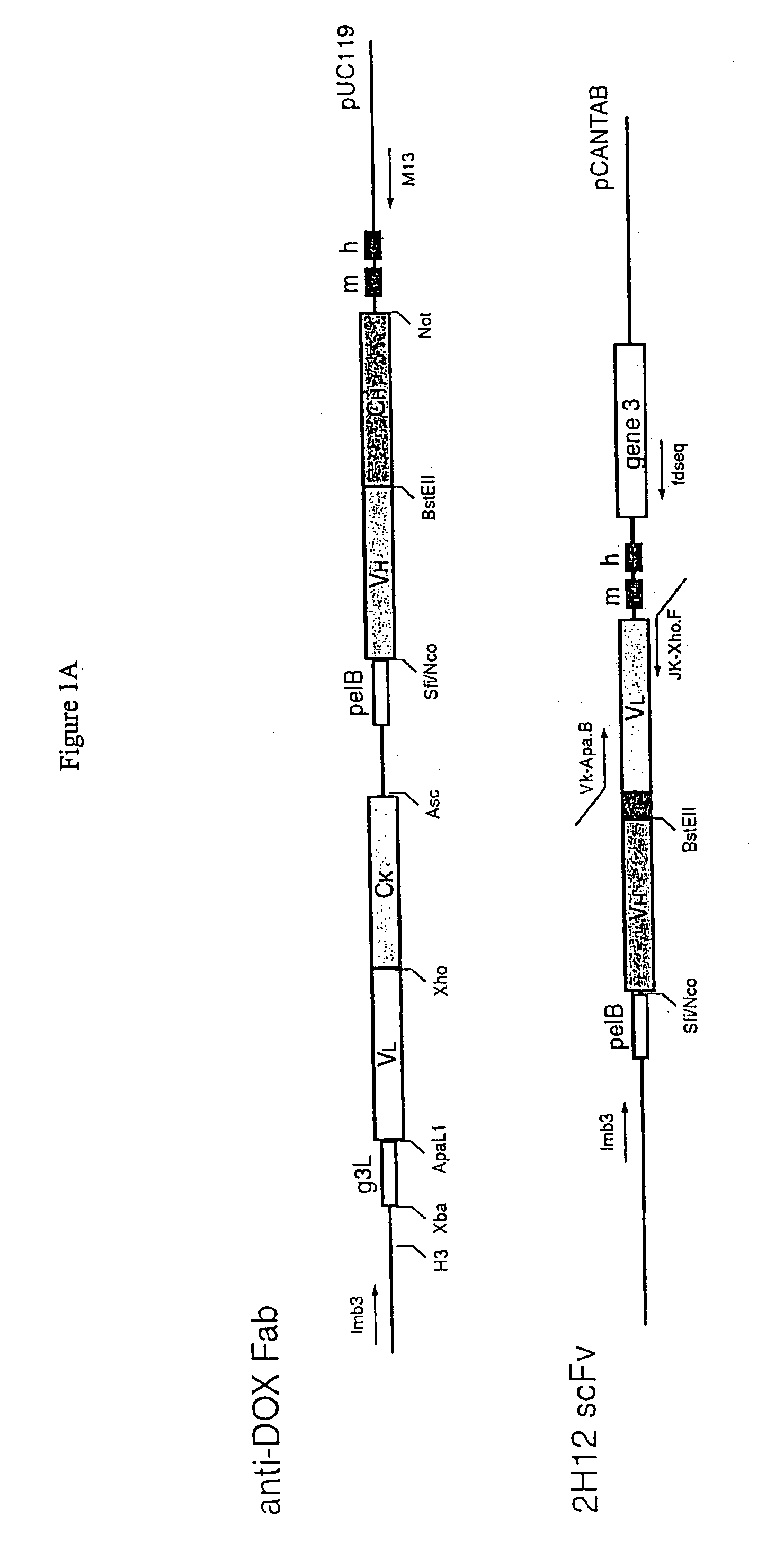 Methods and reagents for identifying rare fetal cells in the maternal circulation
