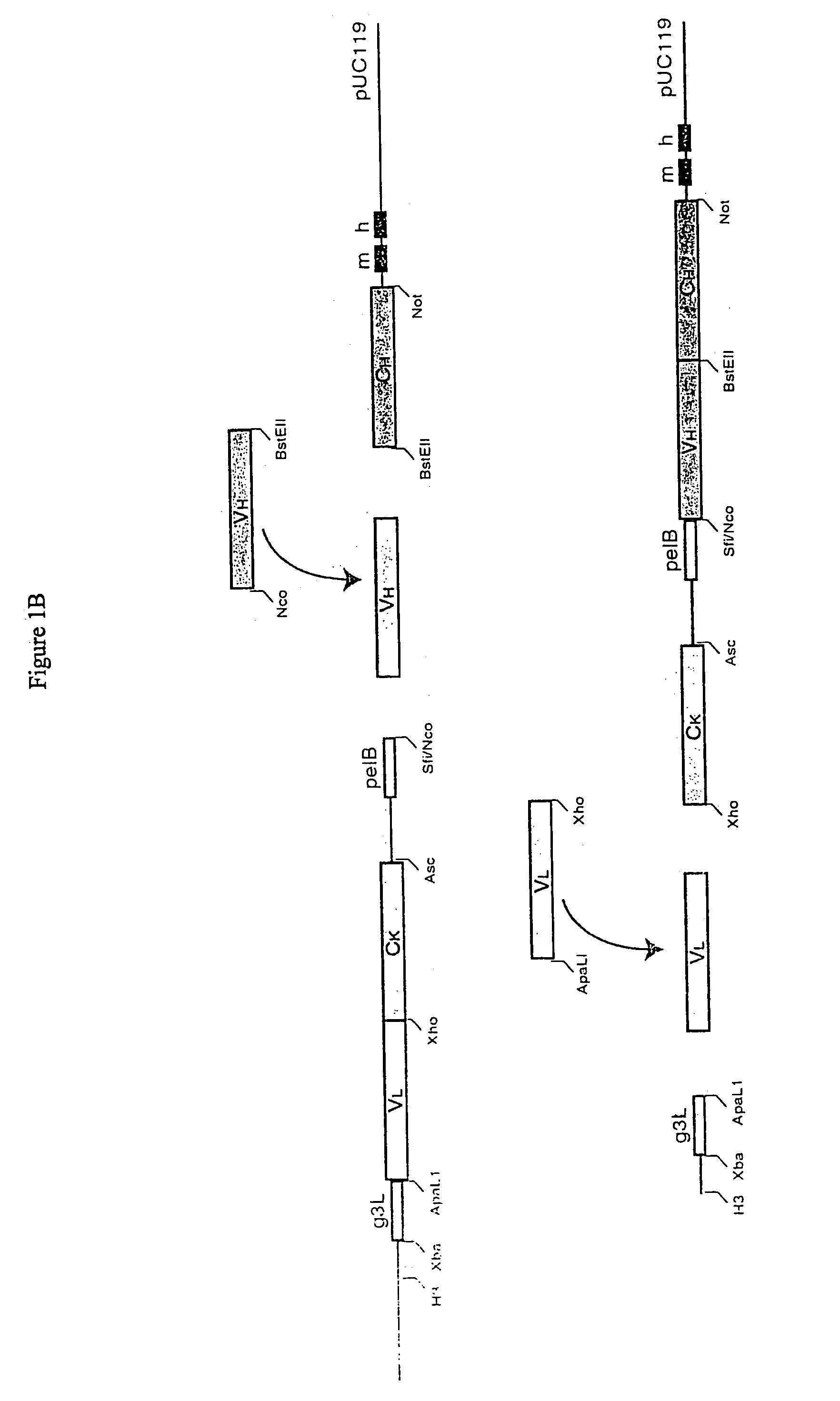Methods and reagents for identifying rare fetal cells in the maternal circulation