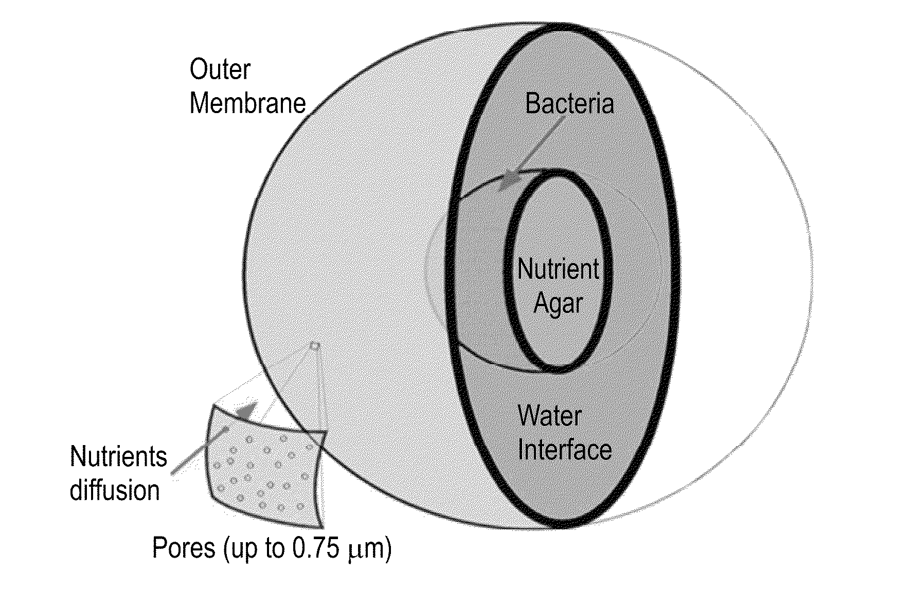 Microorganism comprising particles and uses of same