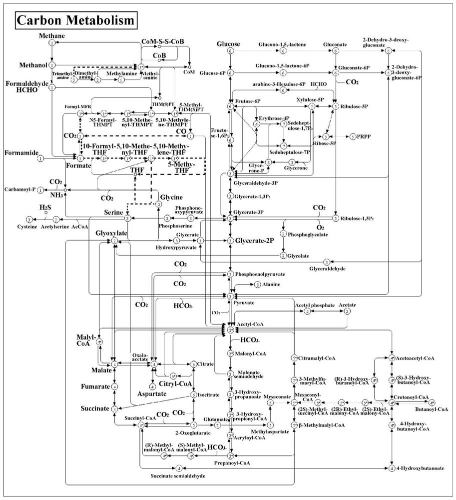 Method for constructing bacterial community genome scale metabolic network