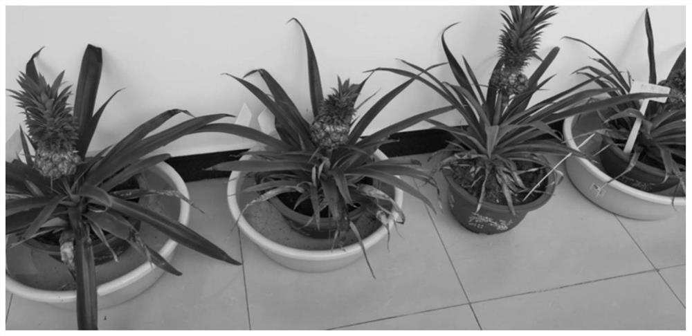 A kind of medicinal solution and method thereof for preventing and controlling pineapple water core disease