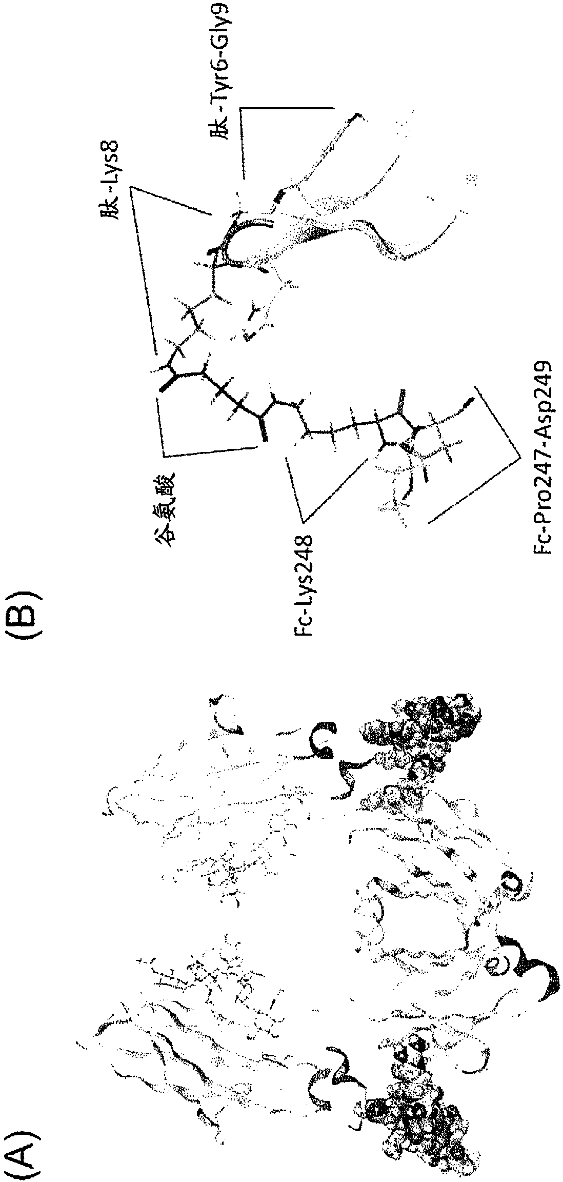 Specific modification of antibody by IgG-binding peptide