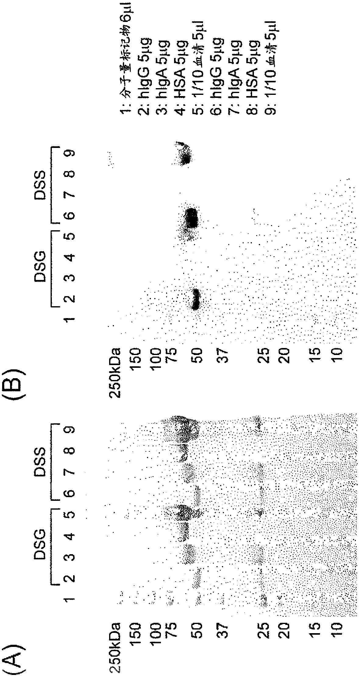 Specific modification of antibody by IgG-binding peptide