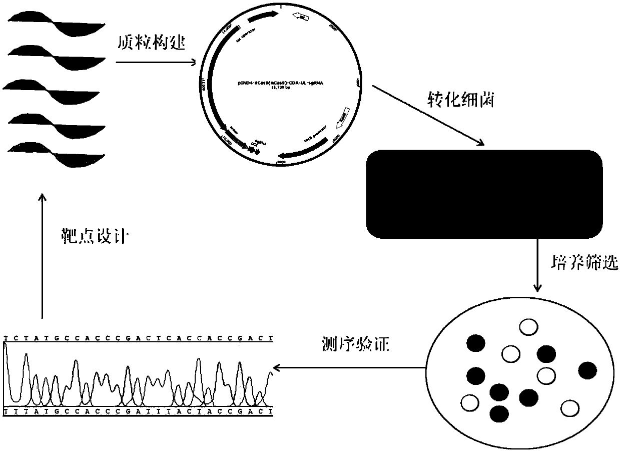 Method for carrying out gene mutation on rhodobacter sphaeroides