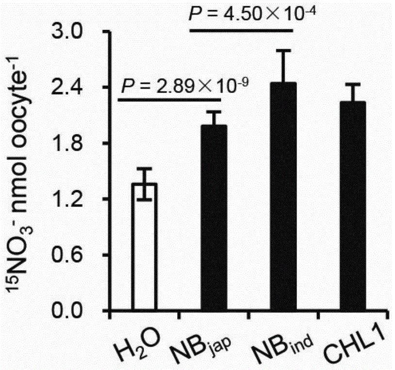 Application of rice nitrate transporter nrt1.1b in improving plant nitrogen use efficiency