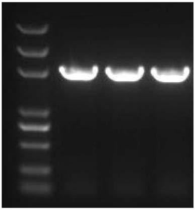 Rice herbicide-resistant als mutant protein, nucleic acid and application thereof