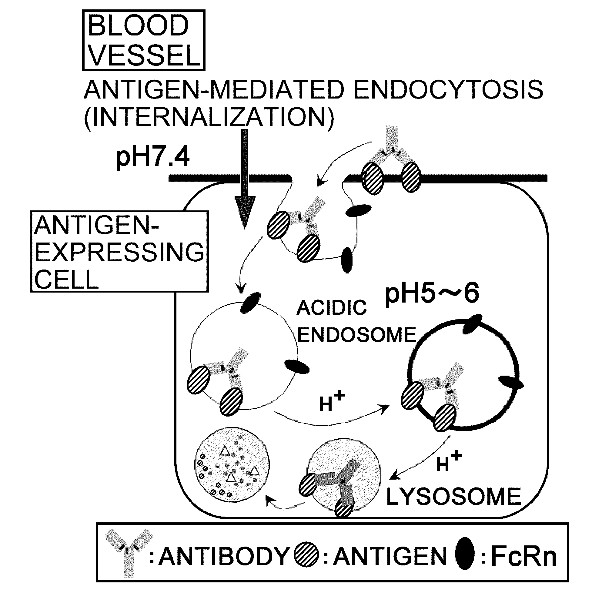 Antigen-binding molecule capable of binding to two or more antigen molecules repeatedly
