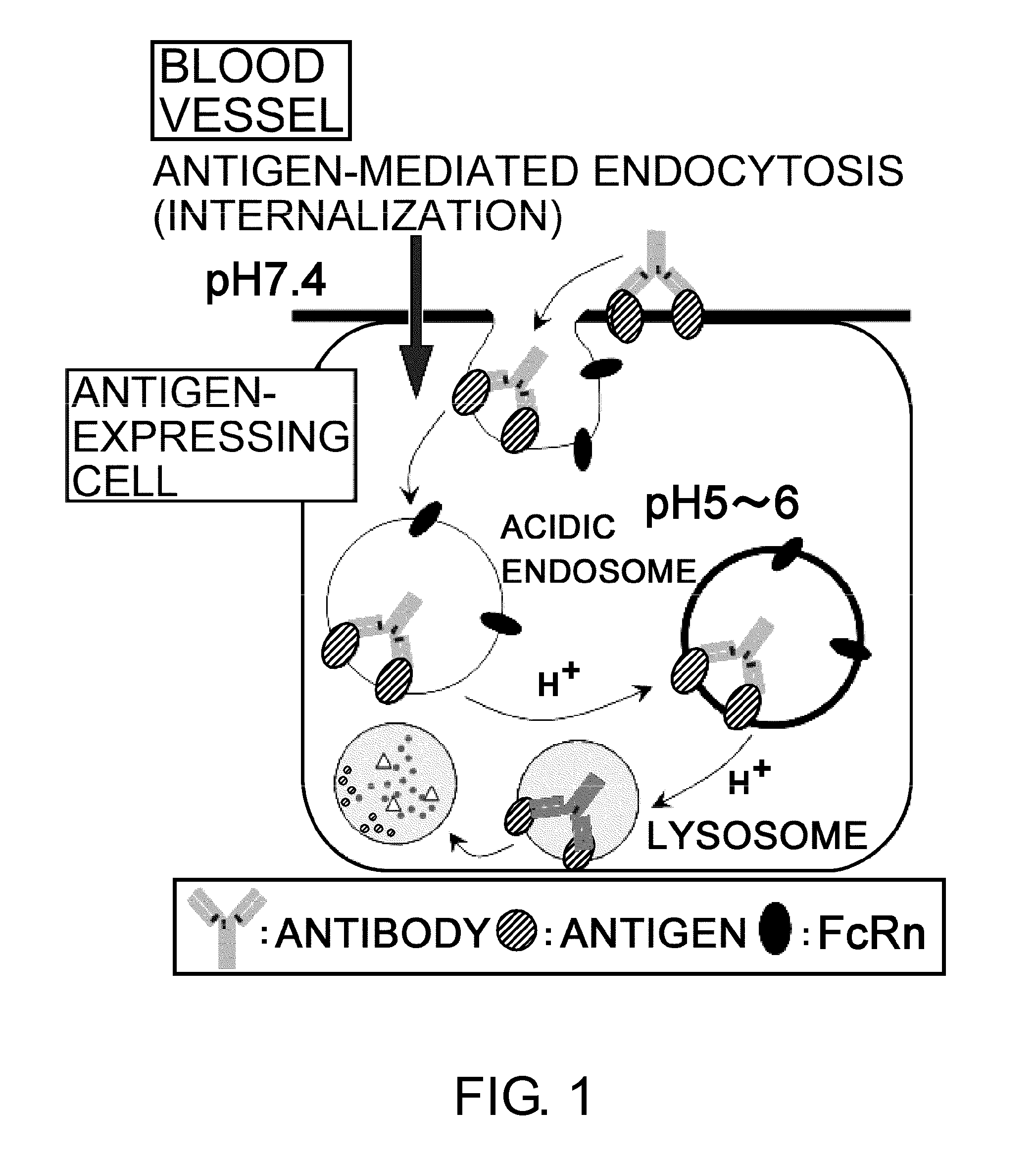 Antigen-binding molecule capable of binding to two or more antigen molecules repeatedly