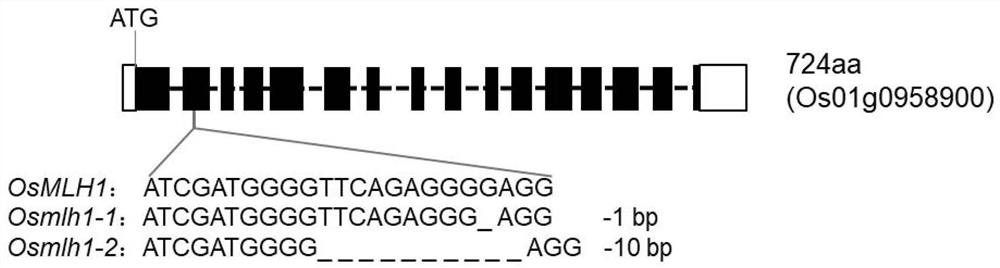 Mutant genes for regulating and controlling female development of rice, proteins encoded by mutant genes, application of mutant genes and primers