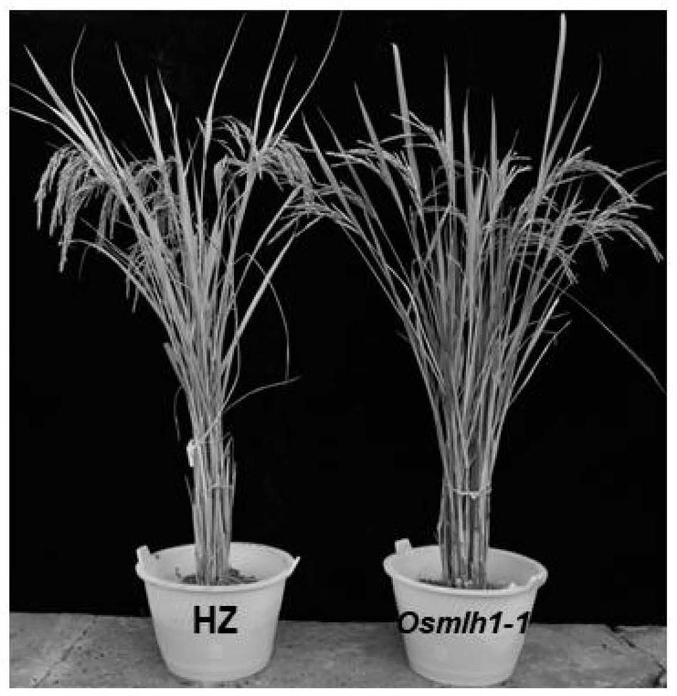 Mutant genes for regulating and controlling female development of rice, proteins encoded by mutant genes, application of mutant genes and primers