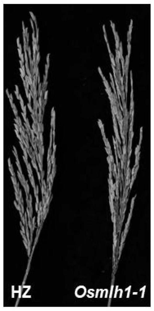 Mutant genes for regulating and controlling female development of rice, proteins encoded by mutant genes, application of mutant genes and primers