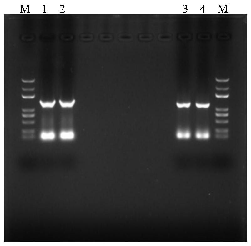 A Strain of Bacillus subtilis and Its Application in the Control of Tomato Phytophthora Leaf Spot