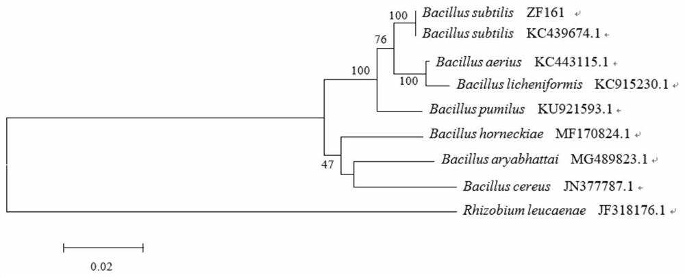 A Strain of Bacillus subtilis and Its Application in the Control of Tomato Phytophthora Leaf Spot