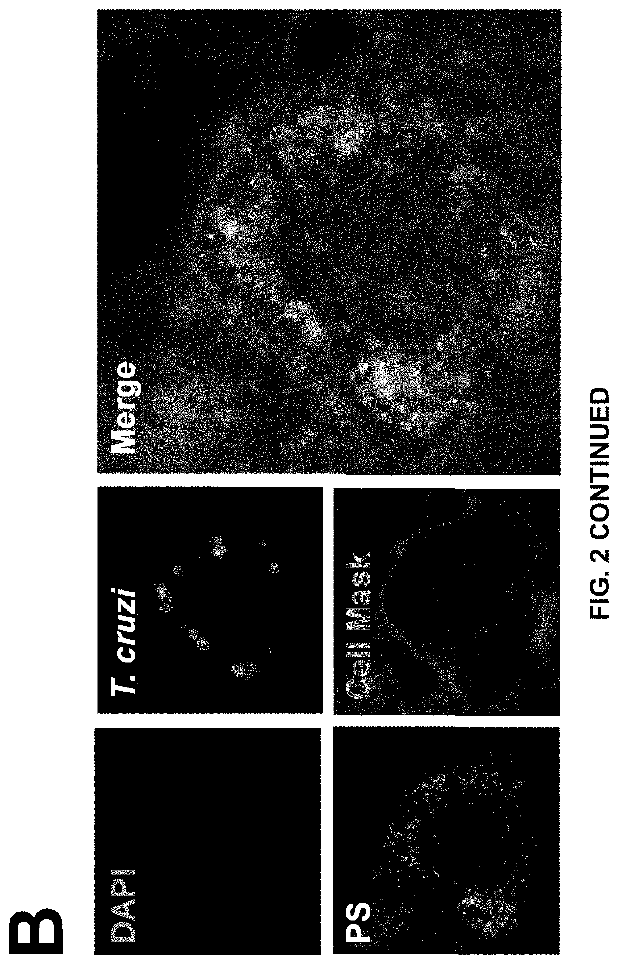 Compositions and methods of using propylene sulfide-based polymers for treatment of chagas disease