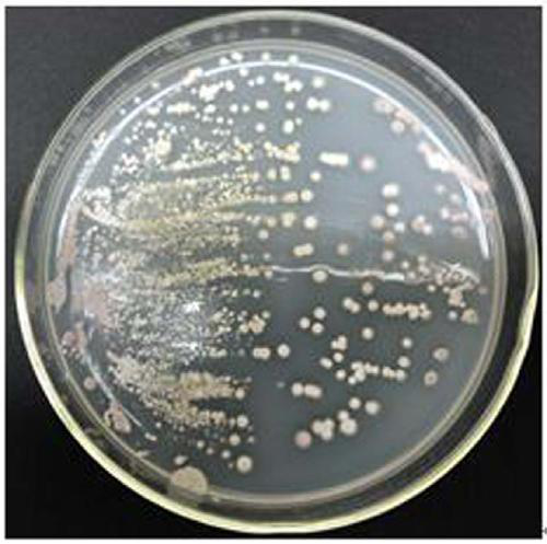 Streptomyces amritsarensis N1-32, micro-ecological preparation thereof and preparing method thereof