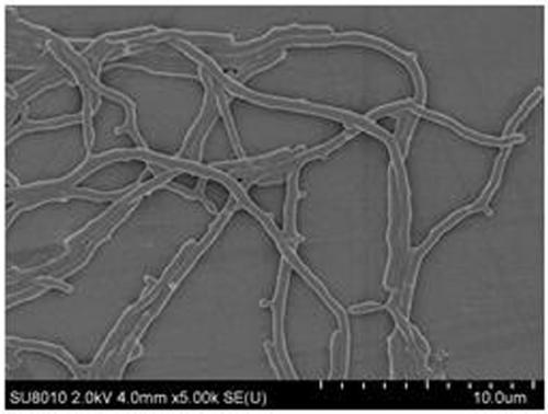 Streptomyces amritsarensis N1-32, micro-ecological preparation thereof and preparing method thereof