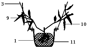 Efficient and saving type chilli soilless culture method