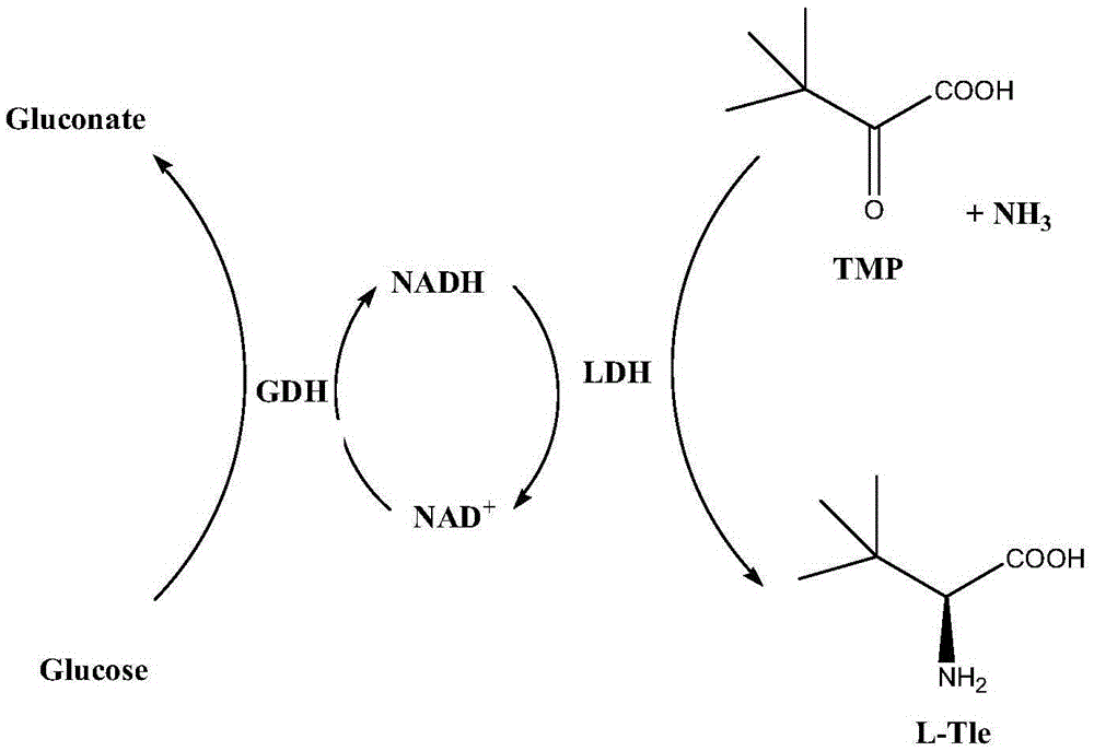 Method for preparing L-tert-leucine by coupling leucine dehydrogenase with glucose dehydrogenase