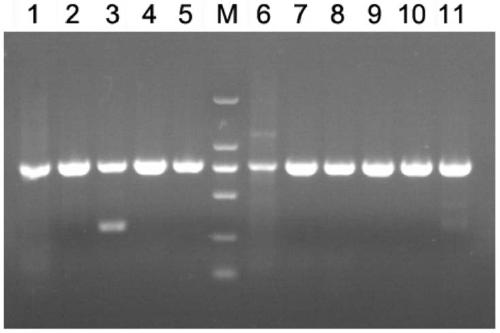 Amplification primers for the full-length sequence of the coiii gene of Ixodes tick and its application