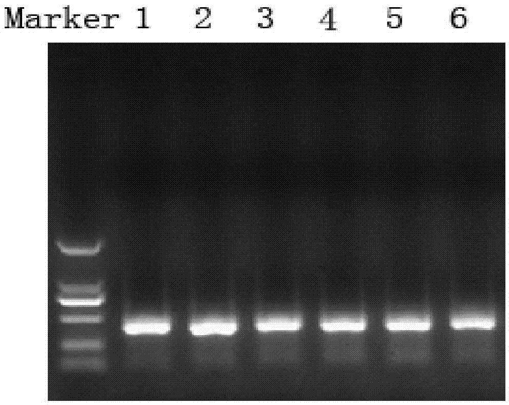 Method for extracting microbial DNA in water body