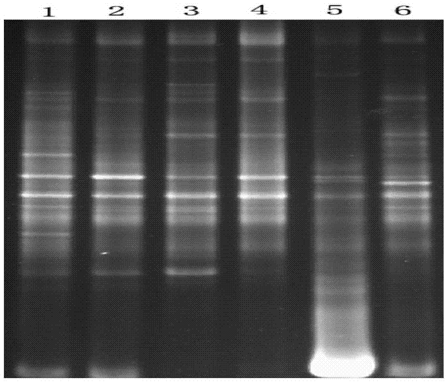 Method for extracting microbial DNA in water body