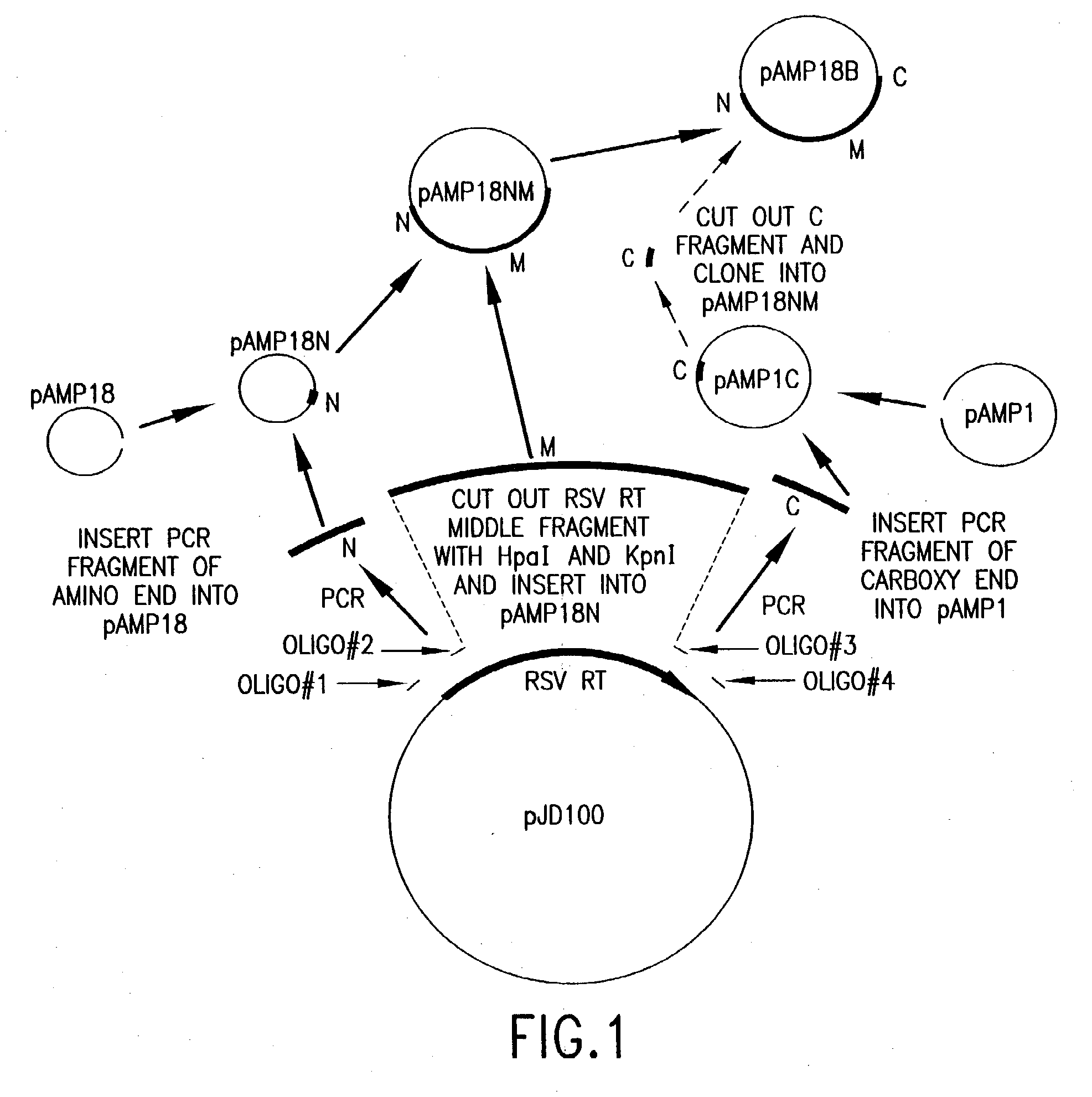 Compositions and methods for reverse transcription of nucleic acid molecules