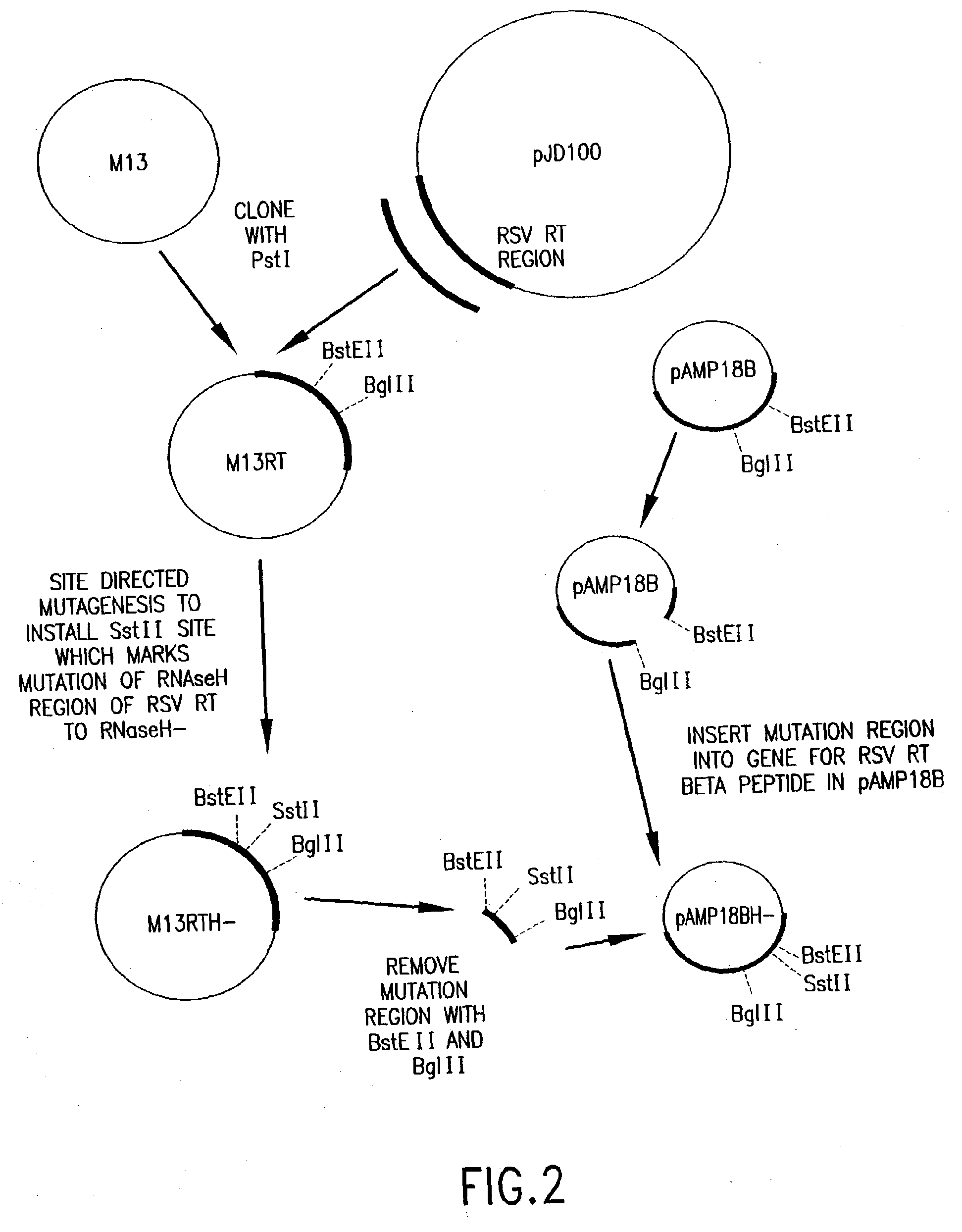 Compositions and methods for reverse transcription of nucleic acid molecules