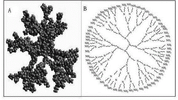 Method for enriching and separating listeria monocytogenes