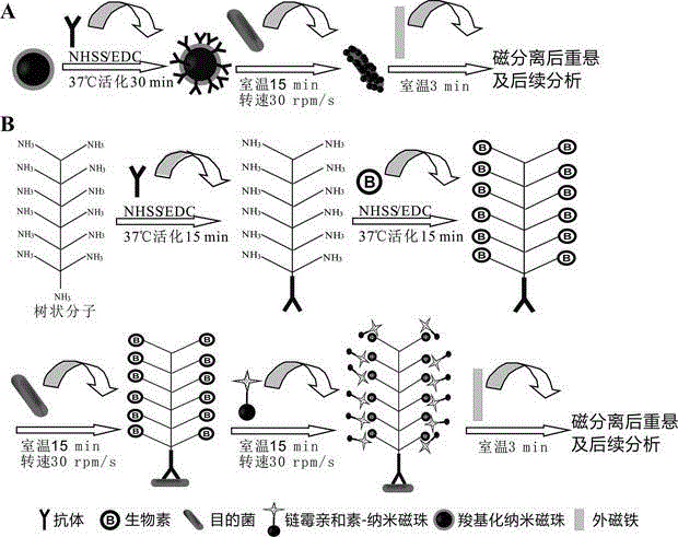 Method for enriching and separating listeria monocytogenes