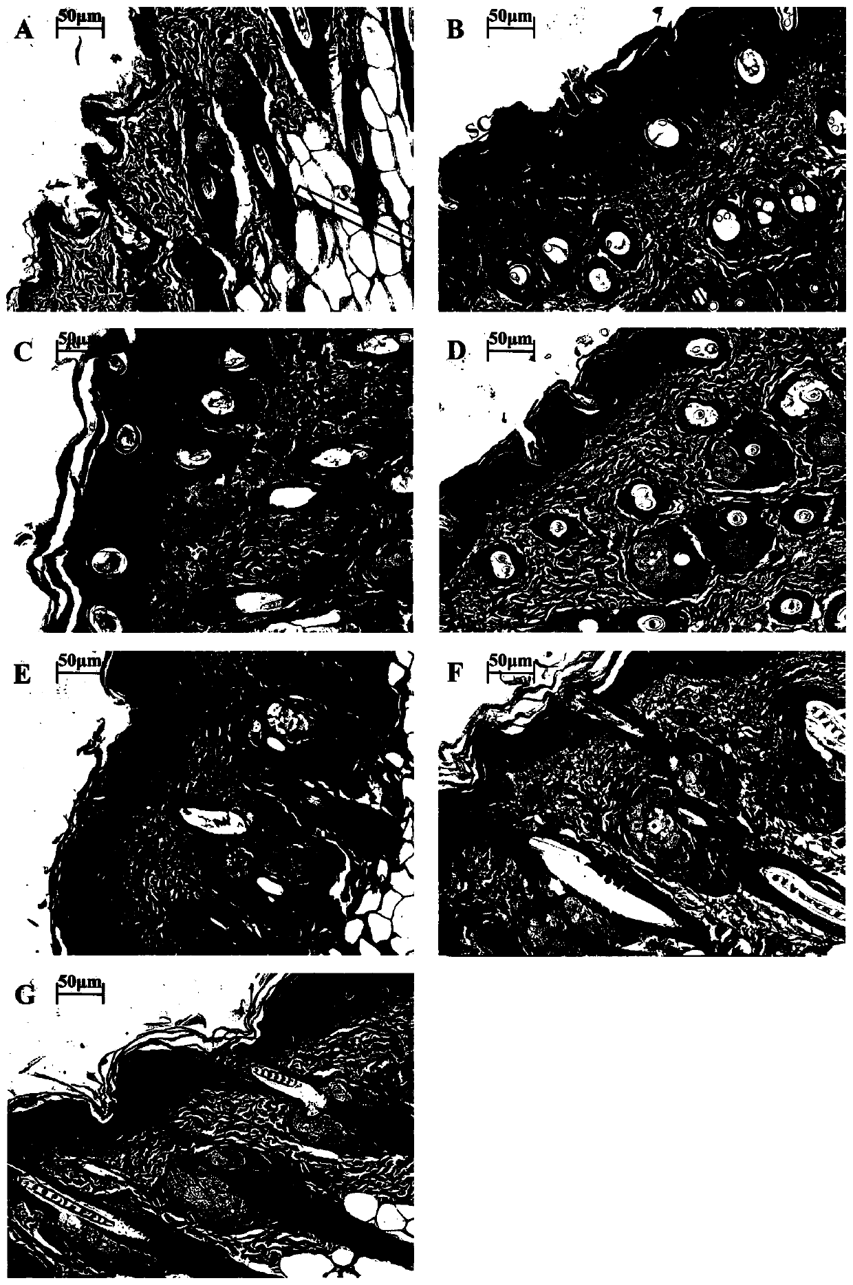 A kind of astaxanthin-collagen coupling substance and its preparation method and application