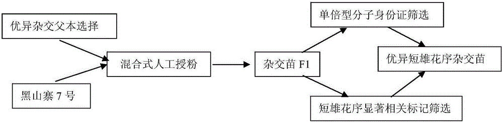 Molecular breeding method of short catkin chestnut varieties